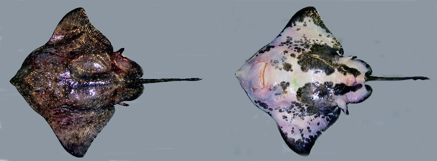 Amblyraja hyperborea_04.jpg